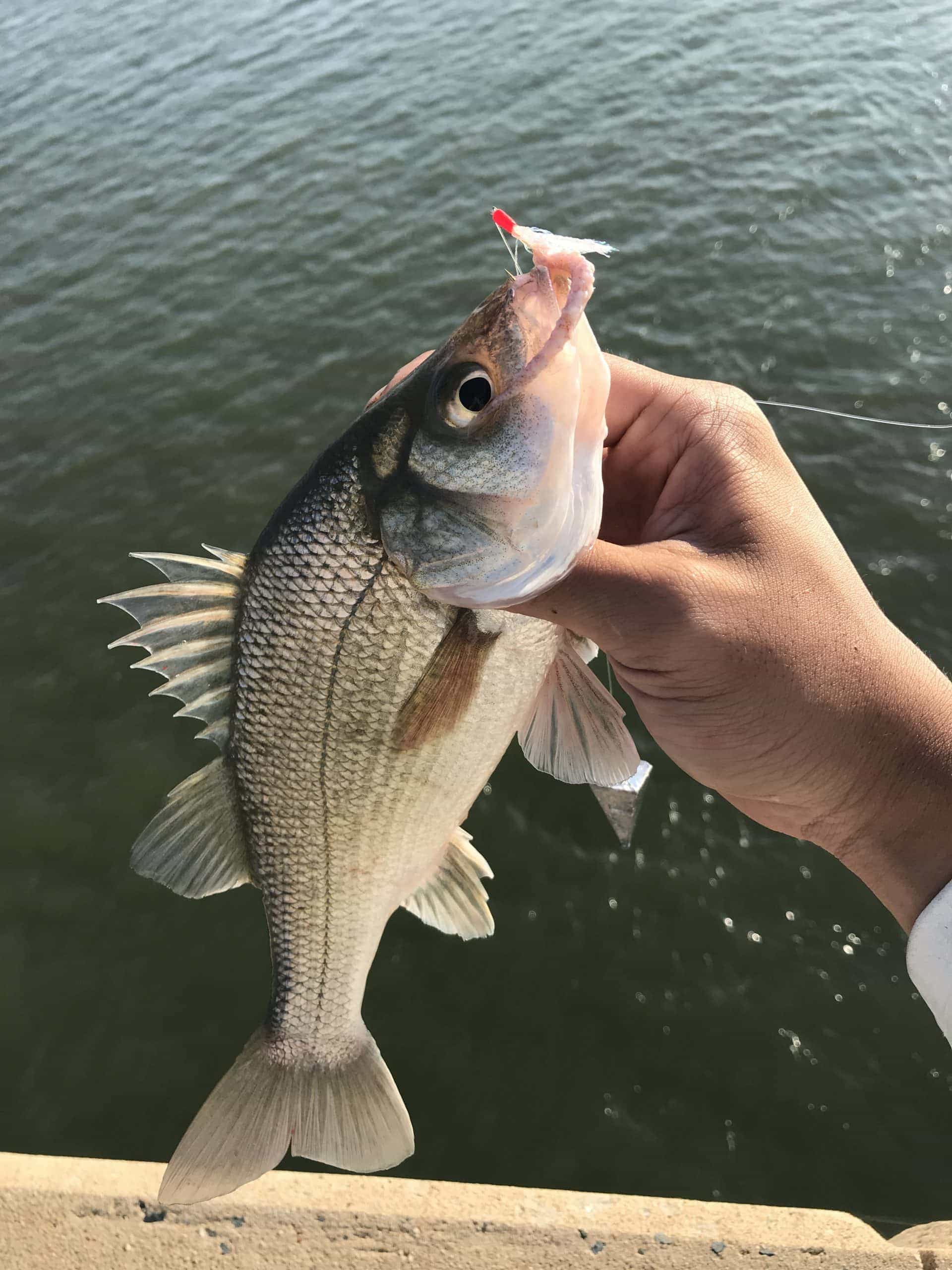 Squidy Bits Tentacles - Salted Squid - Fishing Bait Jig it or Bait