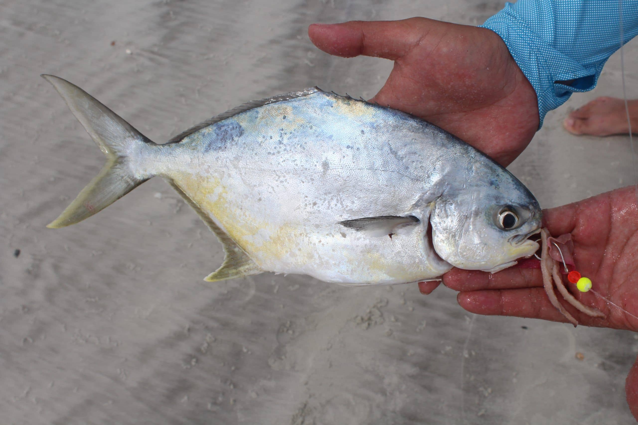 Squidy Bits Tentacles - Salted Squid - Fishing Bait Jig it or Bait it! -  Hey Skipper