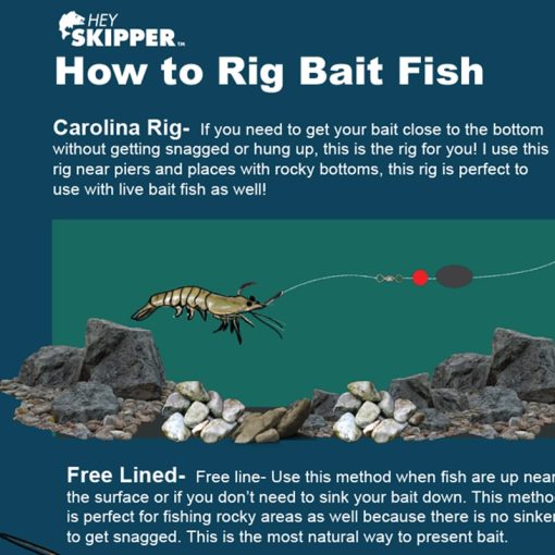 Saltwater anglers guide to fishing with bait How to Rig bait fish
