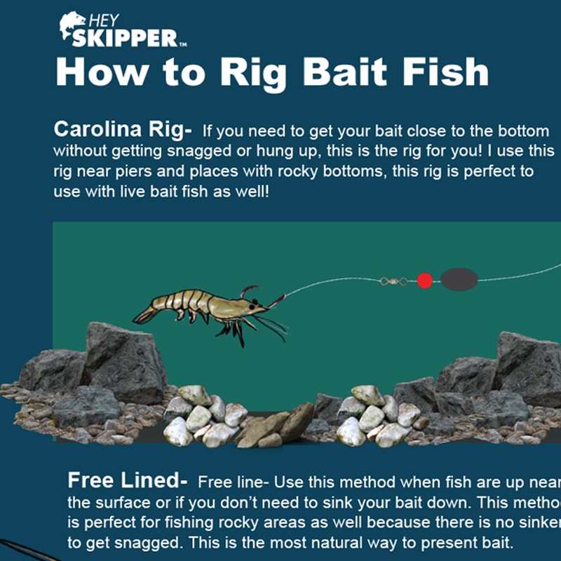Saltwater Anglers Guide to Fishing with Bait- How to rig, use and
