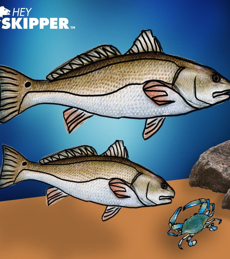 RED DRUM SKIPPER STICKER