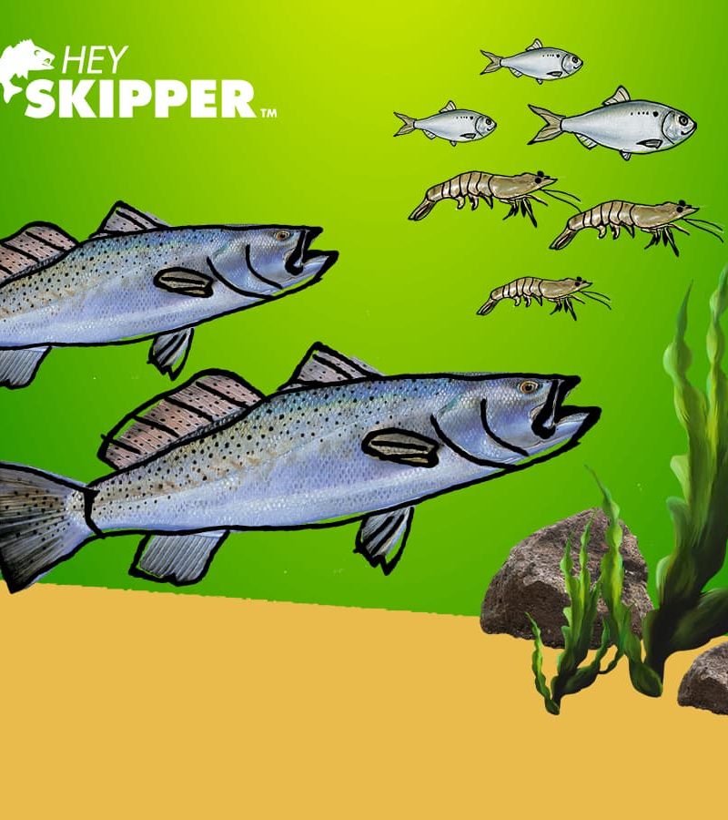 SPECKLED SEA TROUT SKIPPER STICKER