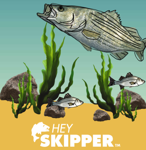 STRIPED BASS MOBILE WALLPAPER