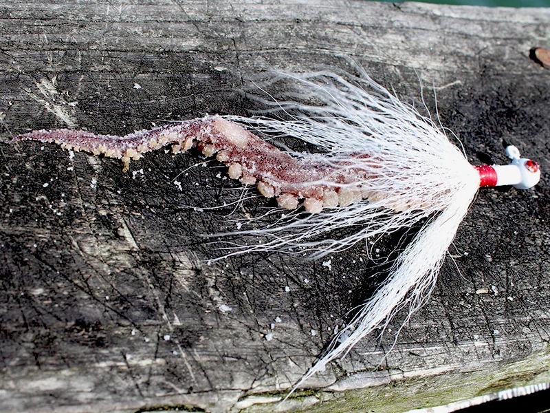 Squidy Bits Tentacles - Salted Squid - Fishing Bait Jig it or Bait