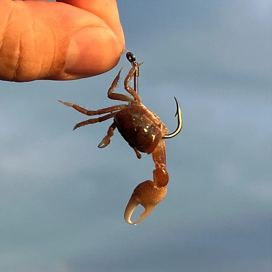 crab #fish #hook #fishing #google #r #fullvideo #catching